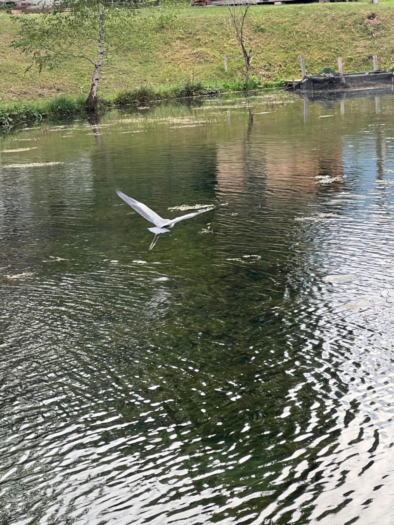 Feistritz ob BleiburgHaus Am Fischteich公寓 外观 照片