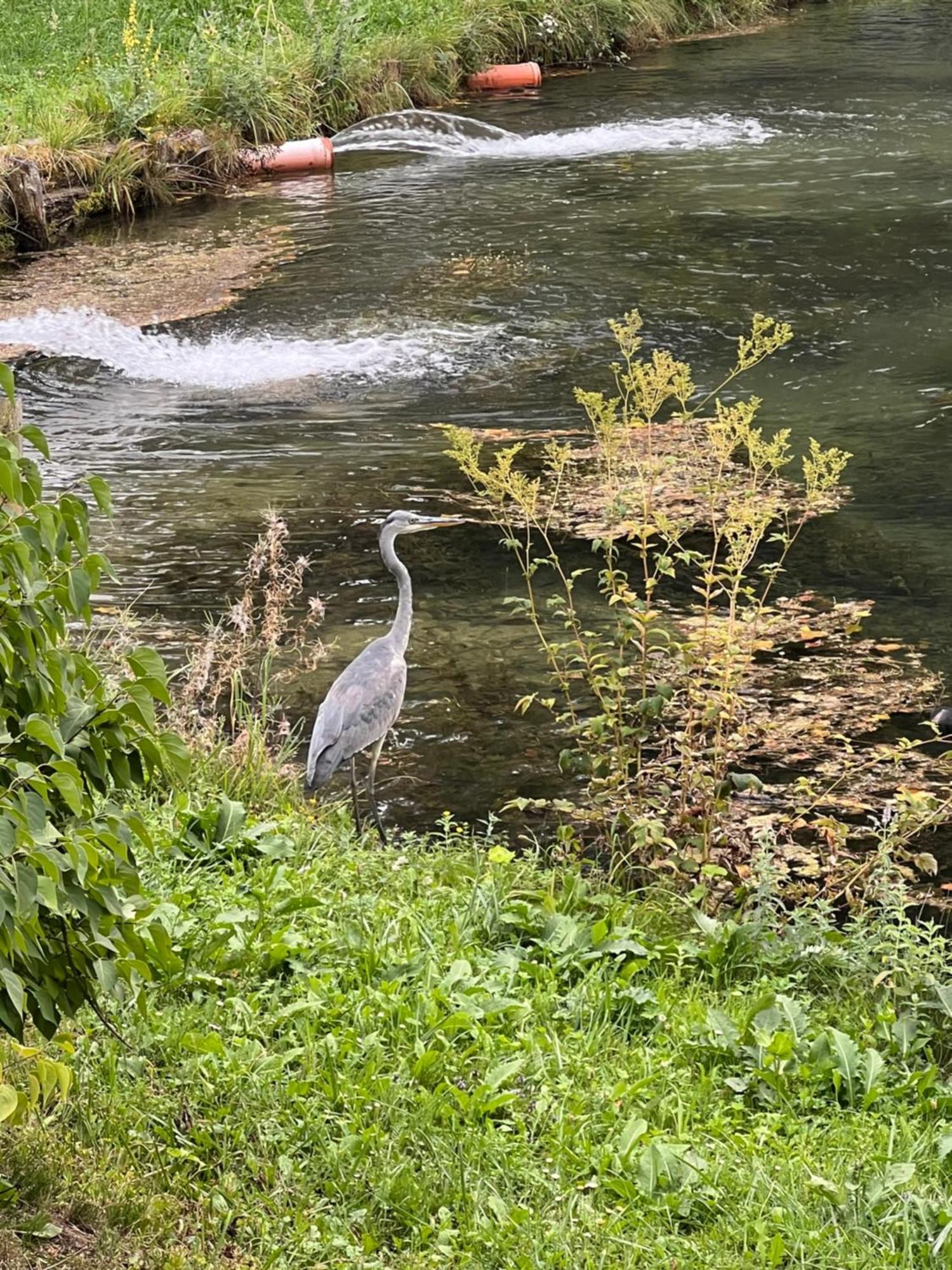 Feistritz ob BleiburgHaus Am Fischteich公寓 外观 照片